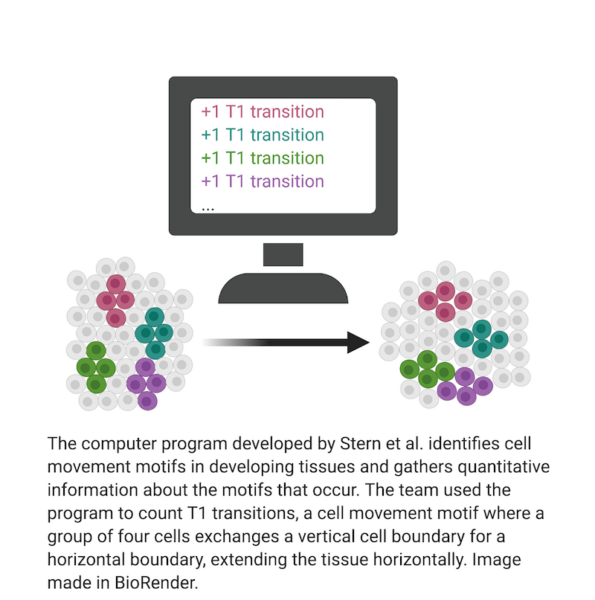A new algorithm is helping to decipher the language of morphogenesis ...