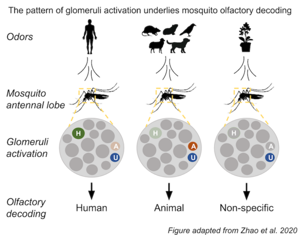 Infectious mosquitoes decode the unique smell of humans to pick their