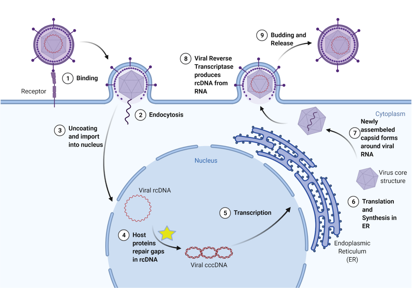 Hepatitis B Life Cycle