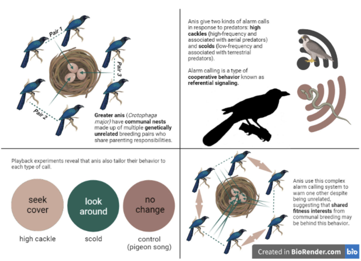 With a high cackle and a scold: how an avian alarm system changed